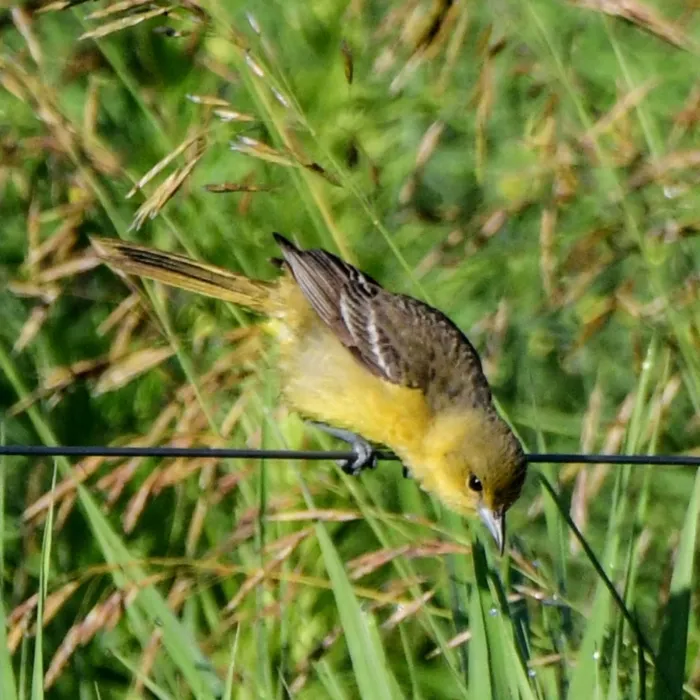Spotted Orchard Oriole