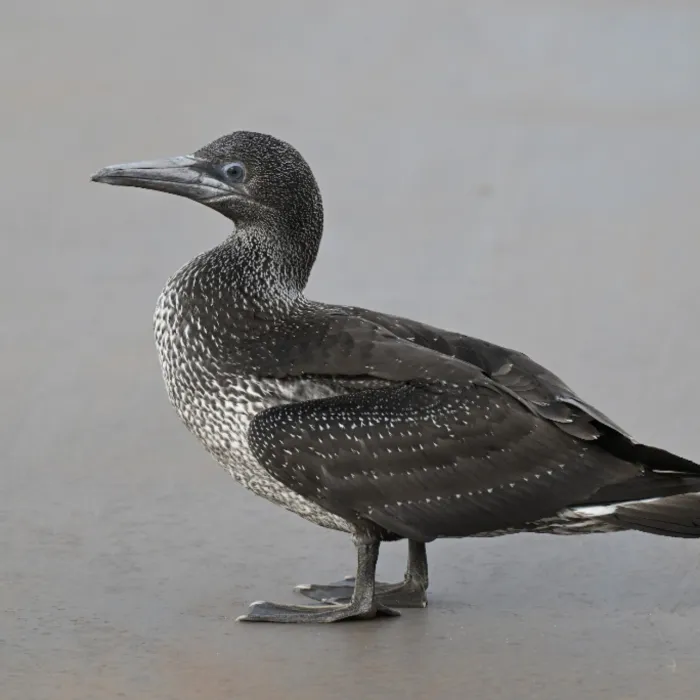 Spotted Northern Gannet