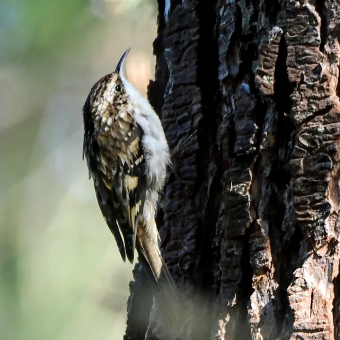 Spotted Brown Creeper