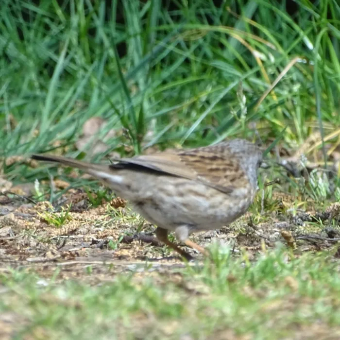 Dunnock