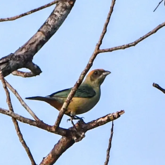 Spotted Burnished-buff Tanager