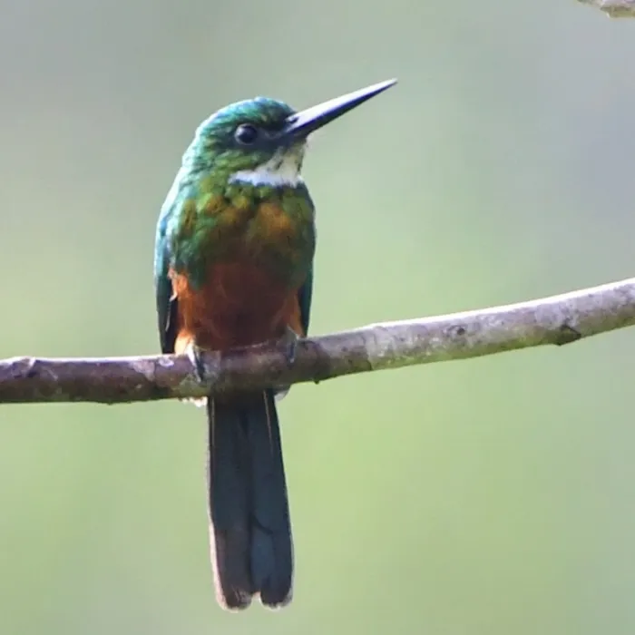 Spotted Green-tailed Jacamar