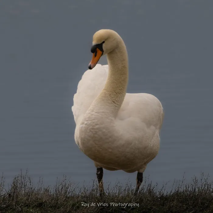 Gespotte Knobbelzwaan