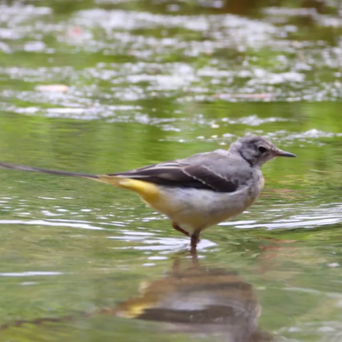Gray Wagtail