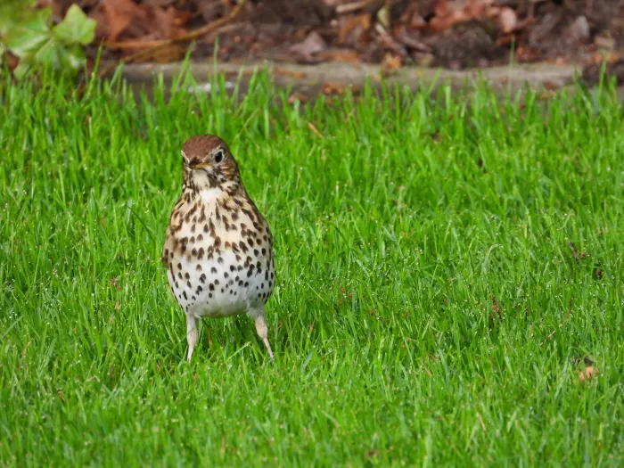 Spotted Song Thrush