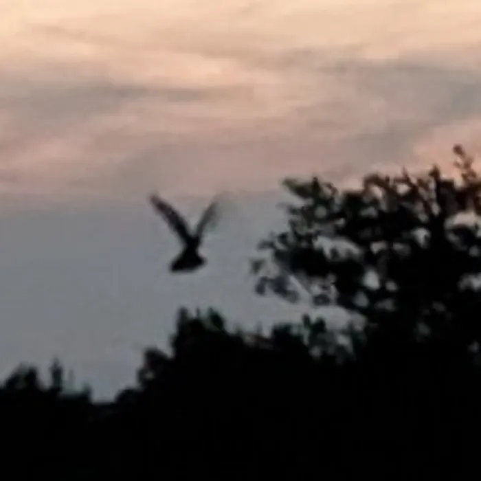 Gespotte Nachtzwaluw