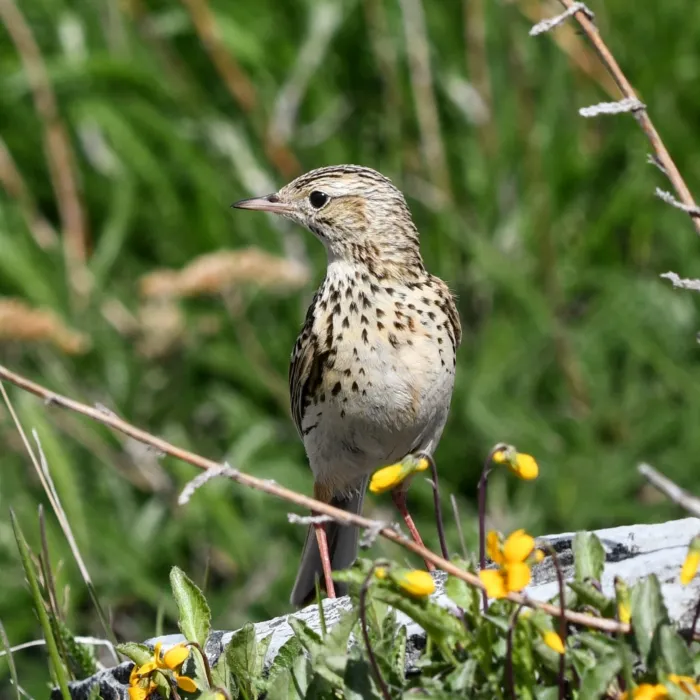 Spotted Correndera Pipit