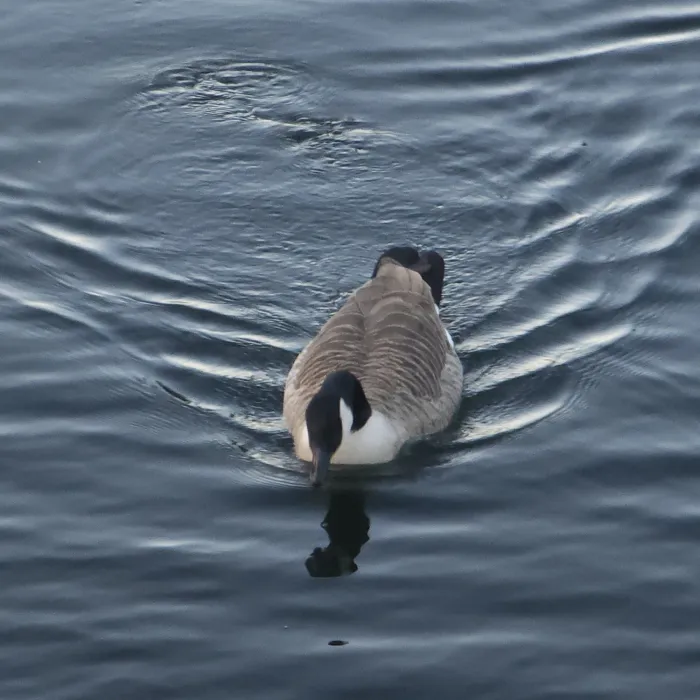 Spotted Canada Goose