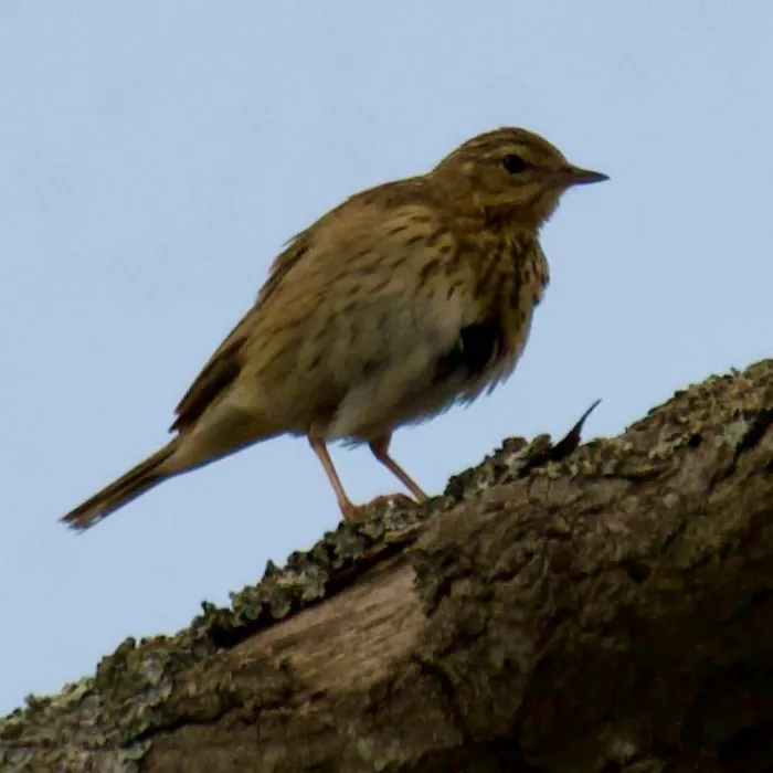 Spotted Tree Pipit
