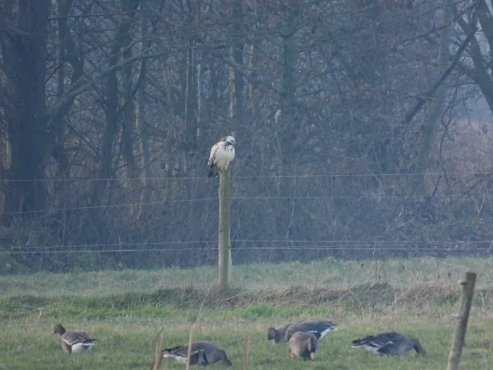 Gespotte Buizerd