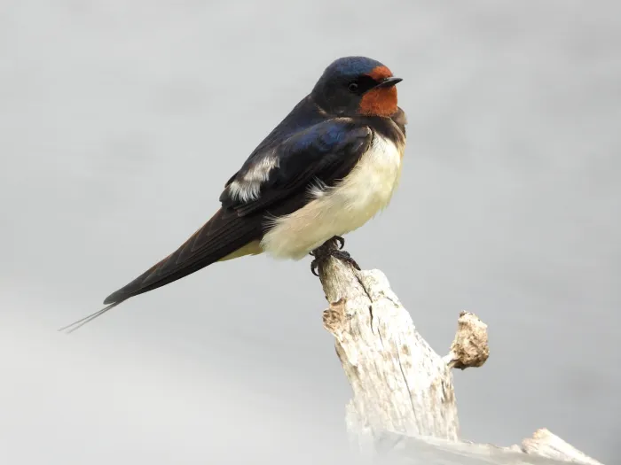 Spotted Barn Swallow