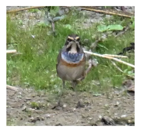 Spotted Bluethroat