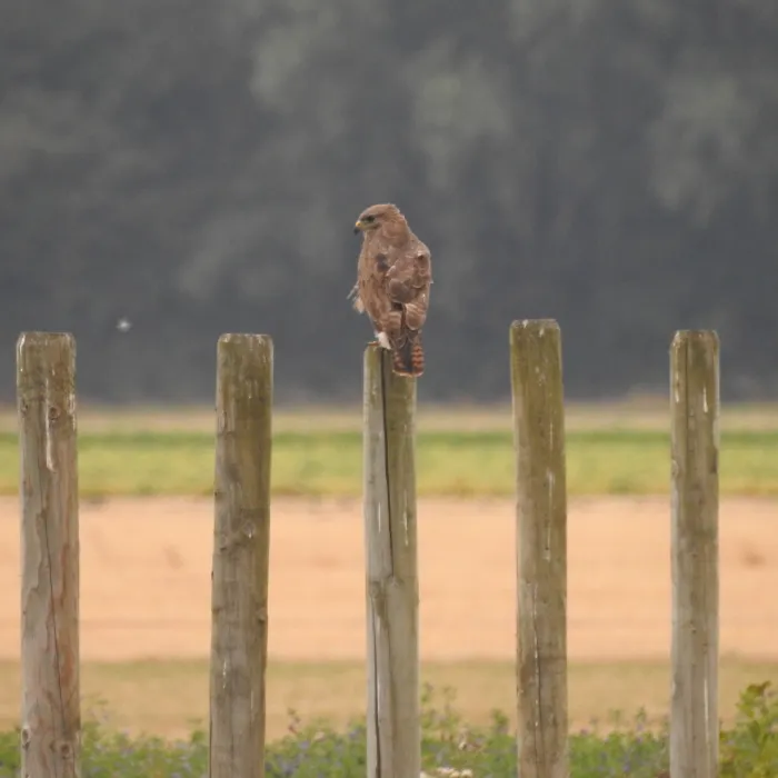 Waargenomen Buizerd