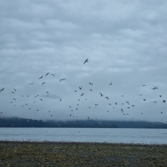 Spotted Glaucous-winged Gull