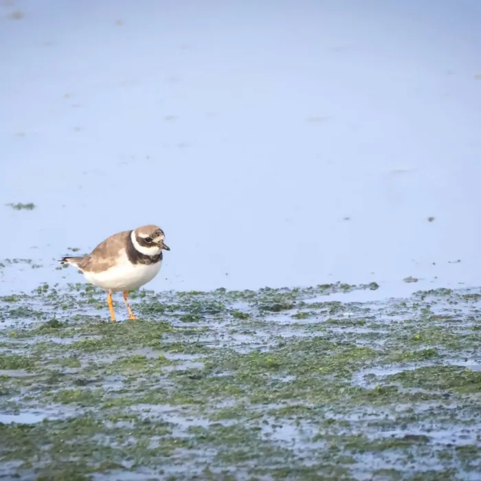 Spotted Common Ringed Plover