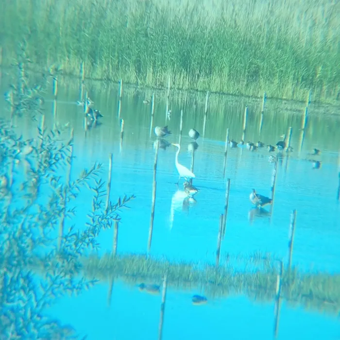 Waargenomen Grote zilverreiger