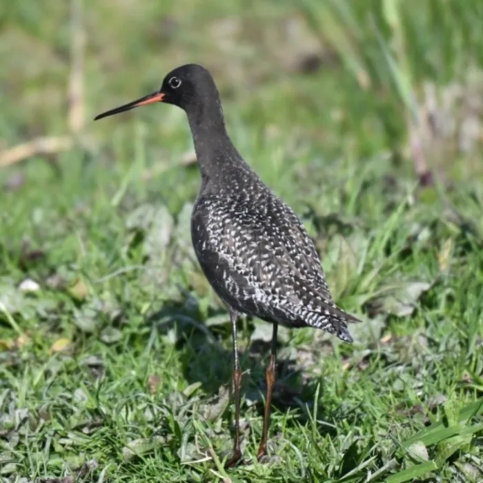 Spotted Spotted Redshank