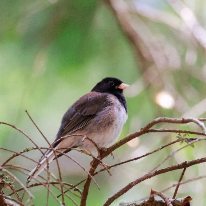 Waargenomen Grijze junco