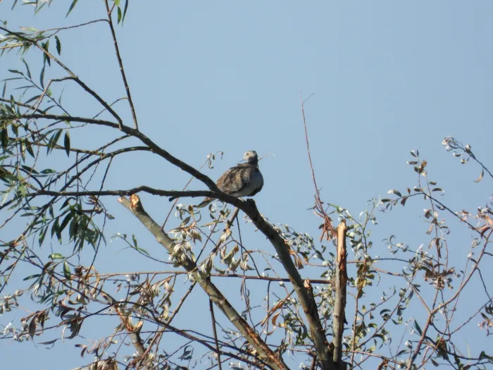 Spotted European Turtle-Dove