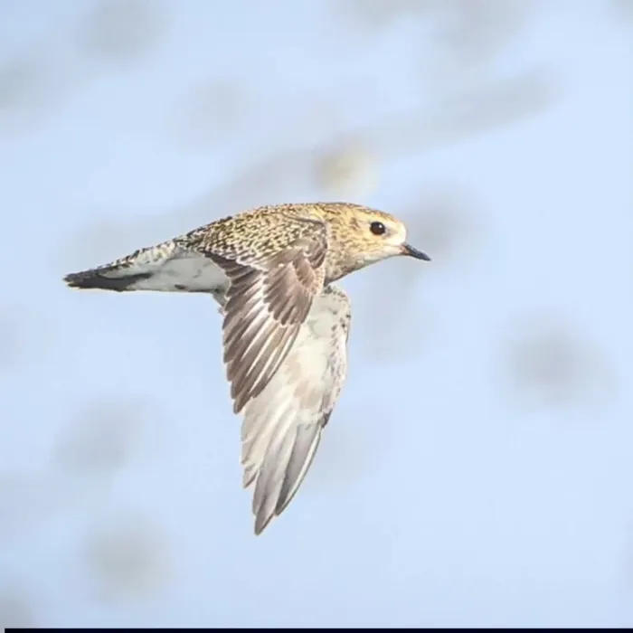 Spotted European Golden-Plover