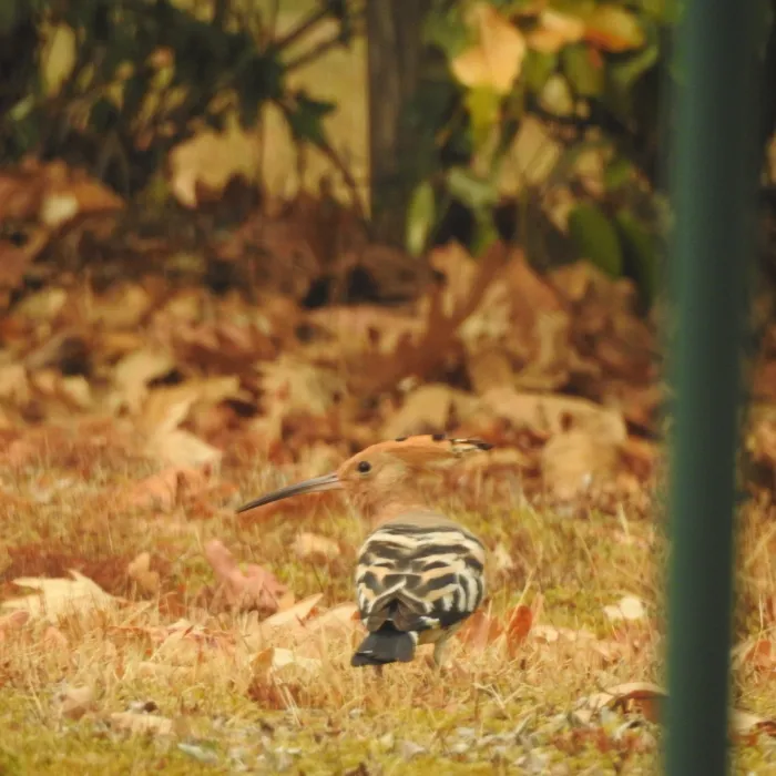 Eurasian Hoopoe
