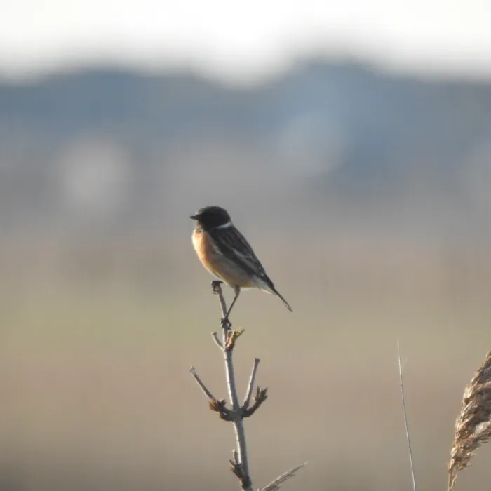 Gespotte Roodborsttapuit