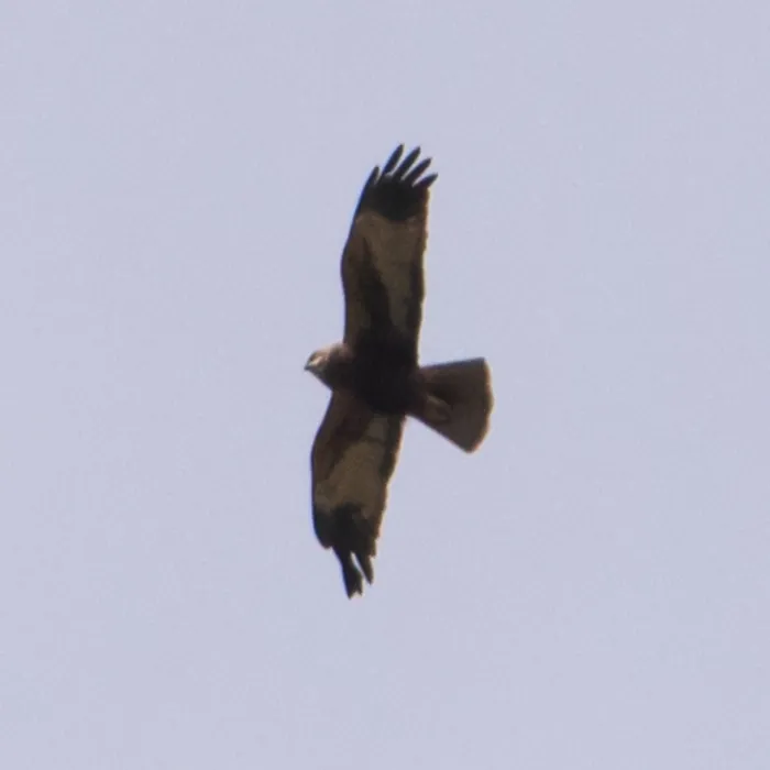 Spotted Western Marsh Harrier