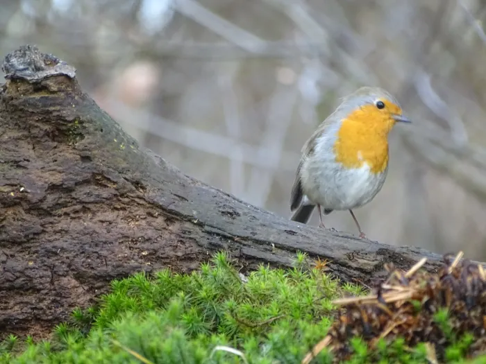 Spotted European Robin