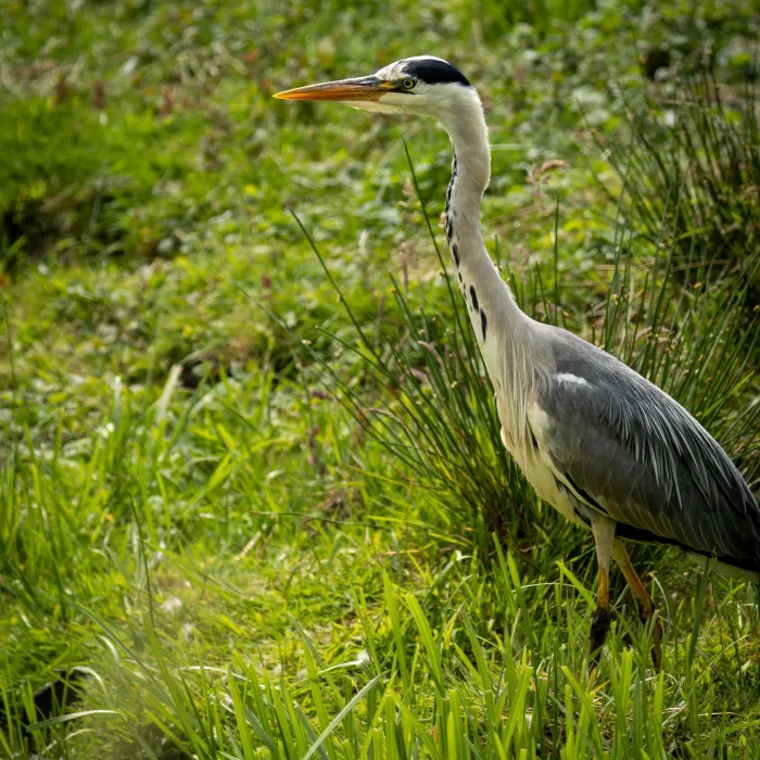 Waargenomen Blauwe reiger