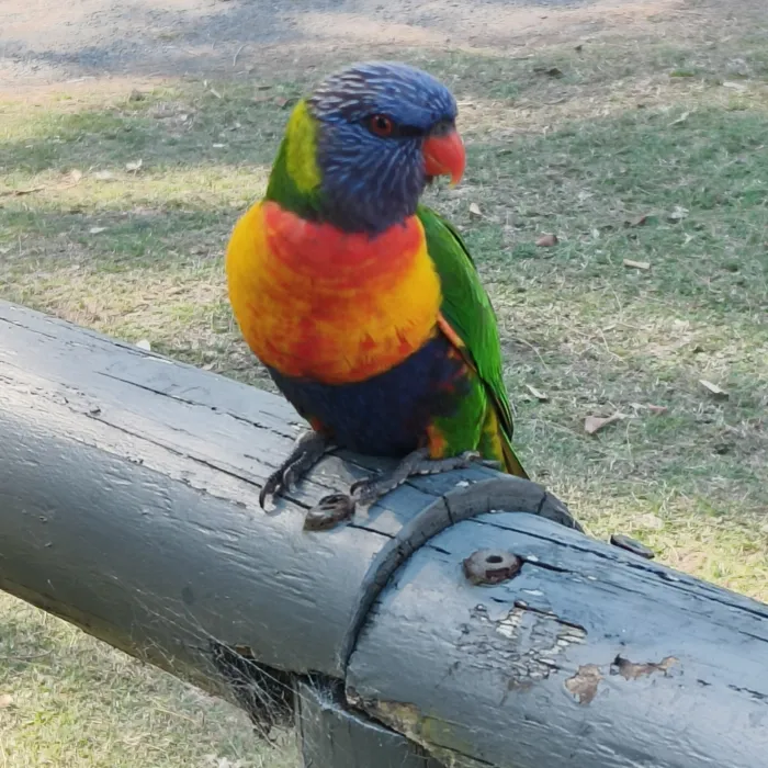 Spotted Rainbow Lorikeet