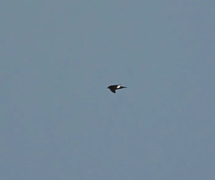 Spotted Pacific Swift