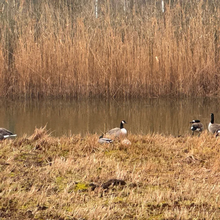Spotted Canada Goose