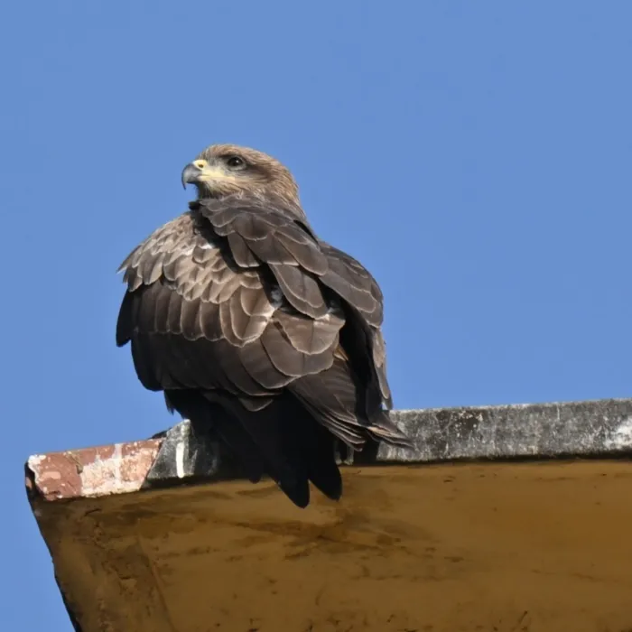 Spotted Black Kite