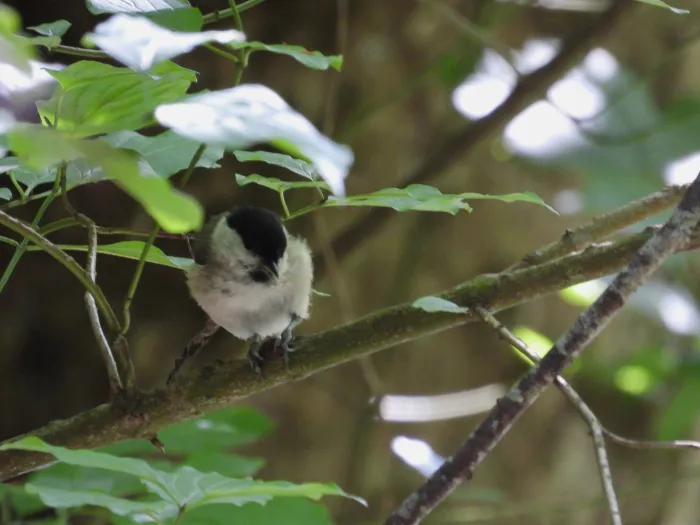 Spotted Willow Tit