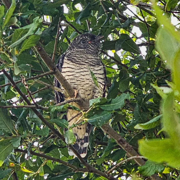 Spotted Common Cuckoo