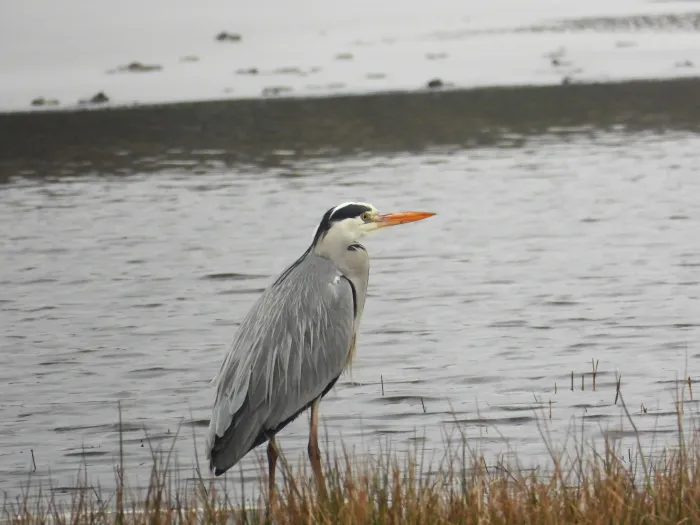 Gespotte Blauwe reiger