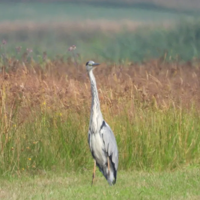 Waargenomen Blauwe reiger