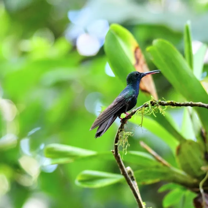Gespotte Bronsstaartpluimkolibrie