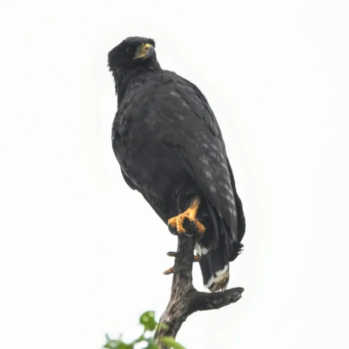 Spotted Long-legged Buzzard