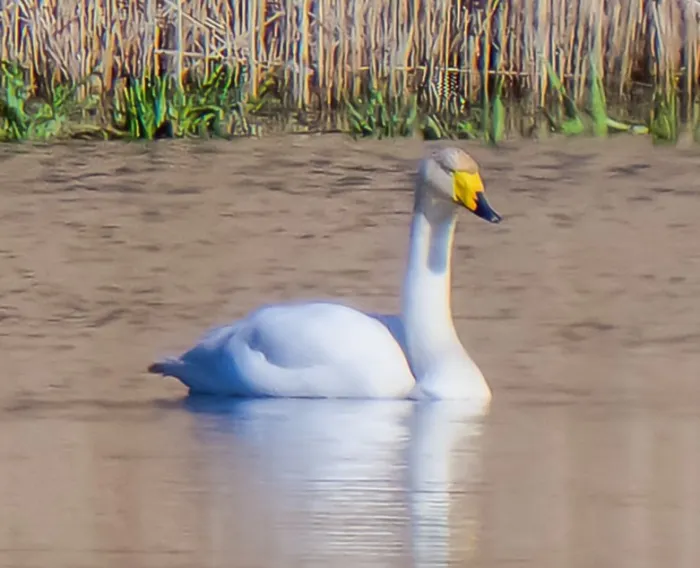 Spotted Whooper Swan