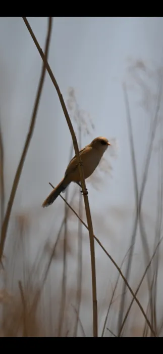 Spotted Bearded Reedling