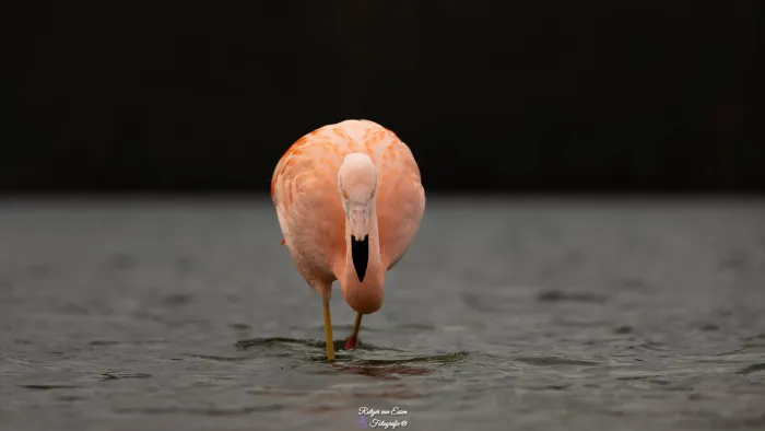 Spotted Chilean Flamingo