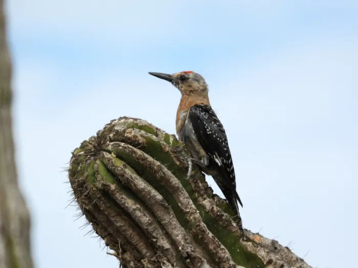 Spotted Gila Woodpecker