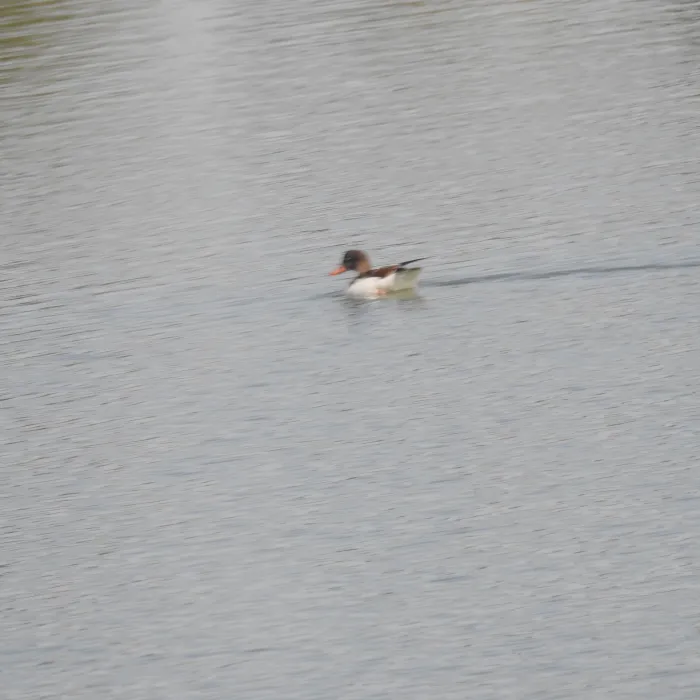 Spotted Common Shelduck