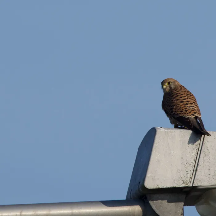Spotted Eurasian Kestrel