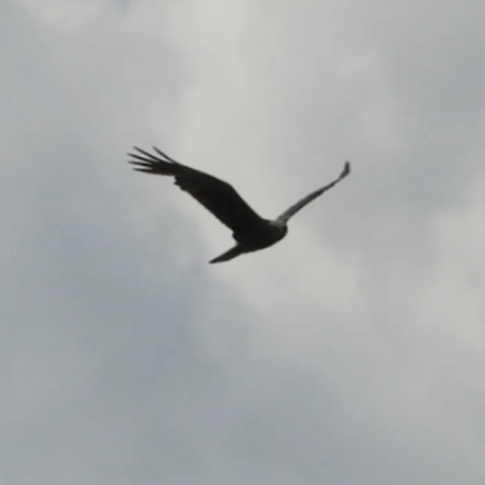Spotted Western Marsh Harrier