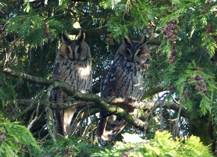 Spotted Long-eared Owl