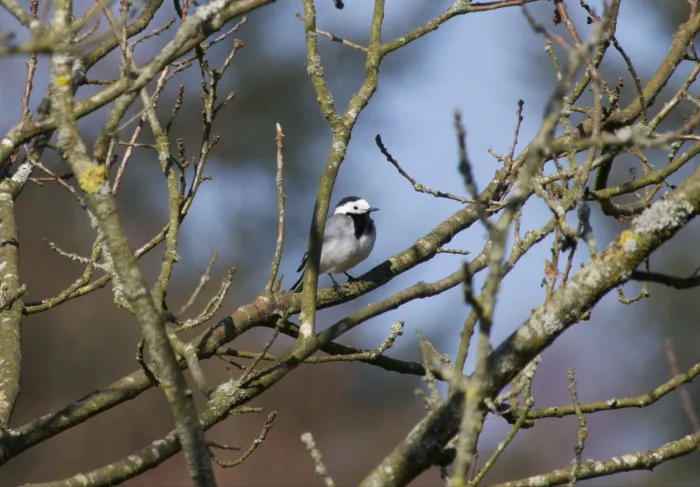 White Wagtail