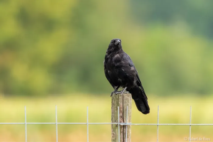 Spotted Carrion Crow