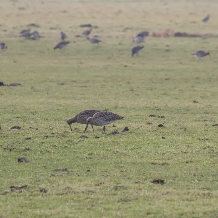 Spotted Eurasian Curlew